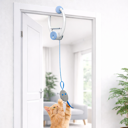 Cat playing with a toy on a string in a bright room.